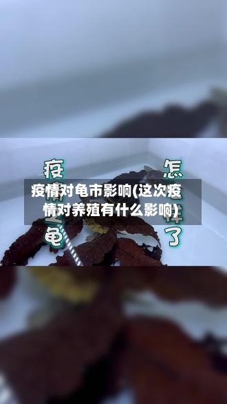 疫情对龟市影响(这次疫情对养殖有什么影响)
