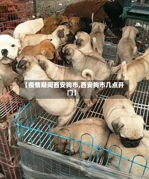 【疫情期间西安狗市,西安狗市几点开门】