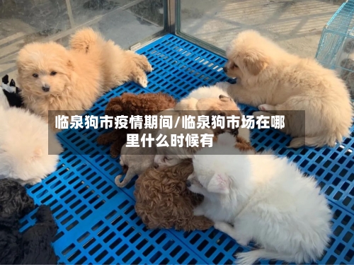 临泉狗市疫情期间/临泉狗市场在哪里什么时候有-第2张图片