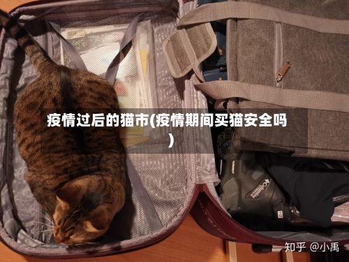 疫情过后的猫市(疫情期间买猫安全吗)