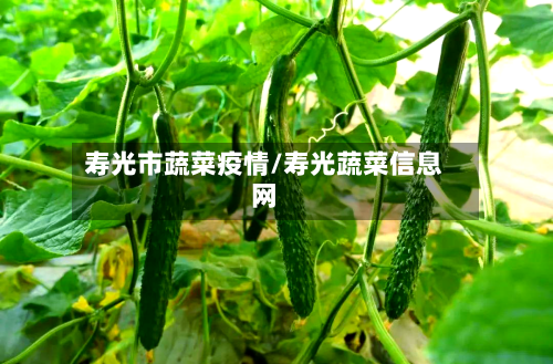 寿光市蔬菜疫情/寿光蔬菜信息网