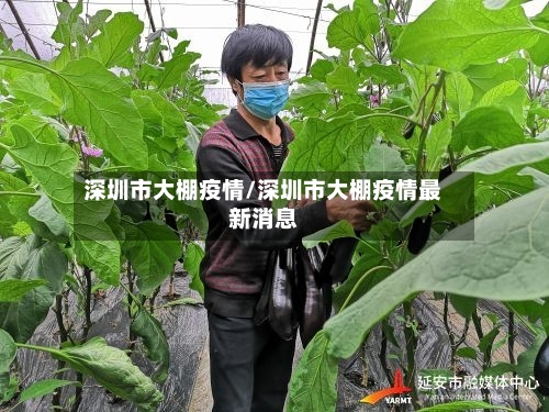 深圳市大棚疫情/深圳市大棚疫情最新消息-第2张图片