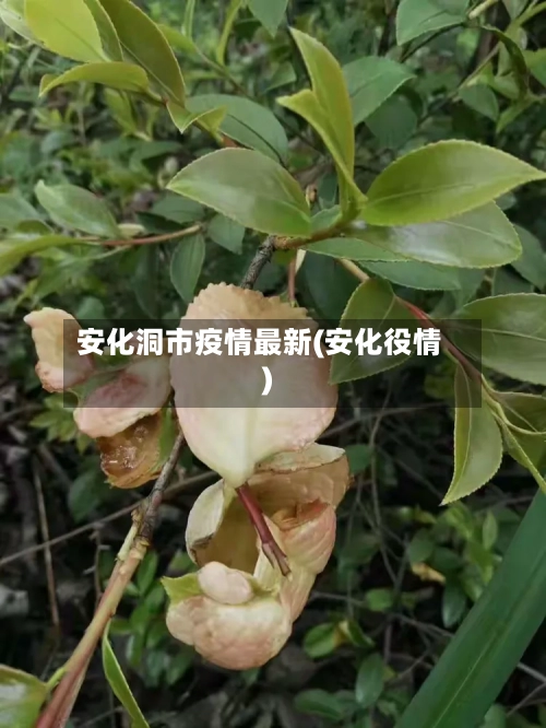 安化洞市疫情最新(安化役情)-第2张图片