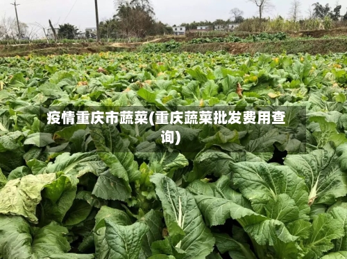 疫情重庆市蔬菜(重庆蔬菜批发费用查询)-第3张图片