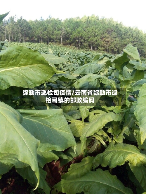 弥勒市巡检司疫情/云南省弥勒市巡检司镇的邮政编码-第3张图片