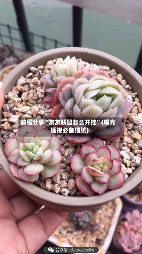 教程分享“友友联盟怎么开挂”(曝光透视必备猫腻)-第2张图片