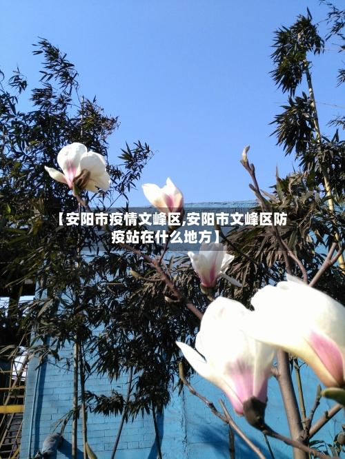 【安阳市疫情文峰区,安阳市文峰区防疫站在什么地方】-第3张图片