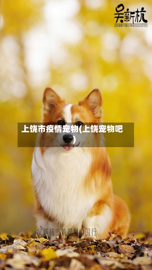 上饶市疫情宠物(上饶宠物吧)