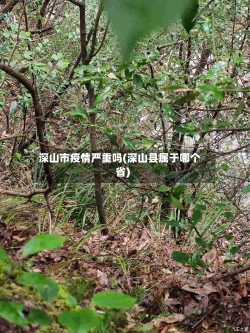 深山市疫情严重吗(深山县属于哪个省)