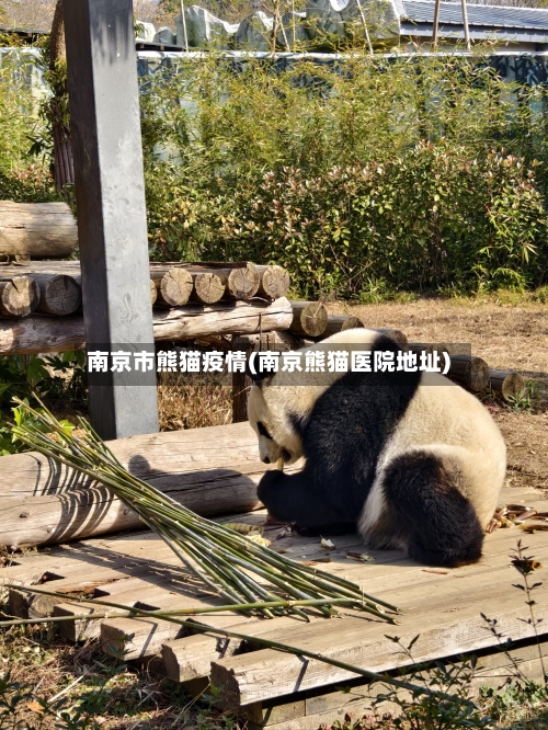 南京市熊猫疫情(南京熊猫医院地址)